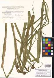 Attēlu rezultāti vaicājumam “Sparganium neglectum”