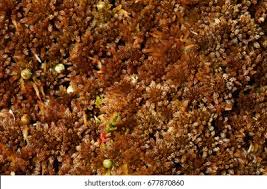 Attēlu rezultāti vaicājumam “Sphagnum papillosum”