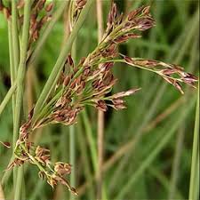 Attēlu rezultāti vaicājumam “Juncus inflexus”