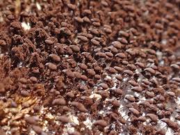 Attēlu rezultāti vaicājumam “Comatricha alta”