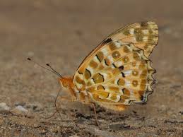Attēlu rezultāti vaicājumam “Argynnis adippe female”