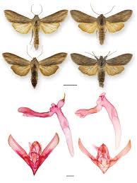 Attēlu rezultāti vaicājumam “Cucullia umbratica”