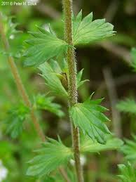 Image result for Euphrasia stricta