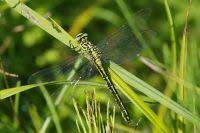 Attēlu rezultāti vaicājumam “Gomphus flavipes”