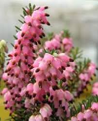 Attēlu rezultāti vaicājumam “Erica x darleyensis”