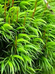 Attēlu rezultāti vaicājumam “Dicranum scoparium”