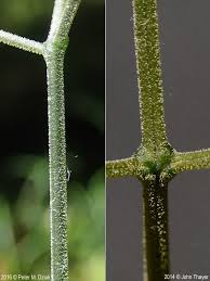 Attēlu rezultāti vaicājumam “Gymnocarpium robertianum”