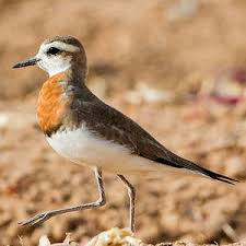 Image result for Charadrius asiaticus