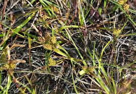 Attēlu rezultāti vaicājumam “Carex viridula”