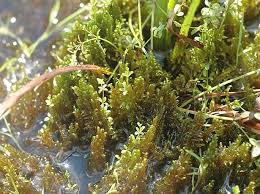 Attēlu rezultāti vaicājumam “Hamatocaulis vernicosus”