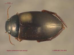 Attēlu rezultāti vaicājumam “Dytiscidae”