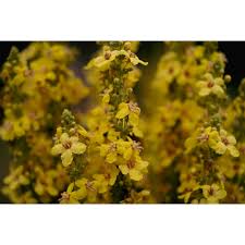 Attēlu rezultāti vaicājumam “Verbascum densiflorum flower”