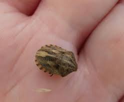 Attēlu rezultāti vaicājumam “Eurygaster testudinaria nymph”