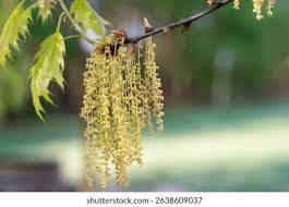 Attēlu rezultāti vaicājumam “Quercus rubra flower”