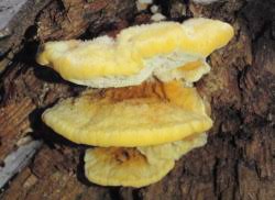 Attēlu rezultāti vaicājumam “Pycnoporellus fulgens”