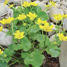 Attēlu rezultāti vaicājumam “Caltha palustris”