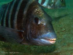 Image result for Archosargus rhomboidalis