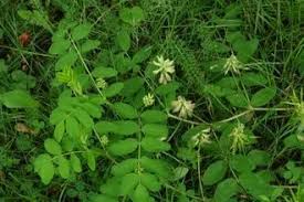 Attēlu rezultāti vaicājumam “Astragalus glycyphyllos fruit”