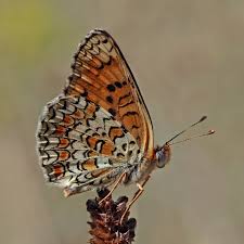 Attēlu rezultāti vaicājumam “Melitaea phoebe upperside”
