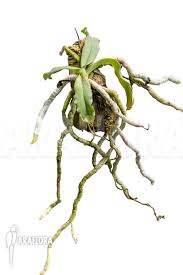 Attēlu rezultāti vaicājumam “Heterotrichia oerstedii (syn. Arcyria oerstedii) stalked”