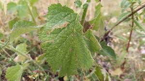 Attēlu rezultāti vaicājumam “Salvia verticillata leaf”