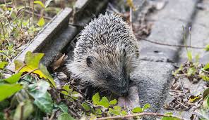 Attēlu rezultāti vaicājumam “Erinaceus sp.”