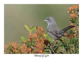 Image result for Sylvia sarda