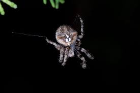 Attēlu rezultāti vaicājumam “Araneus angulatus”