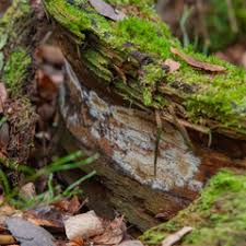 Attēlu rezultāti vaicājumam “Perenniporia subacida”