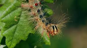 Attēlu rezultāti vaicājumam “Lymantria dispar larva”