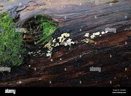 Attēlu rezultāti vaicājumam “Flaviporus citrinellus”