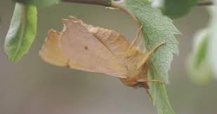 Attēlu rezultāti vaicājumam “Ennomos erosaria”