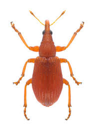 Attēlu rezultāti vaicājumam “Apion sp.”