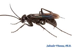 Attēlu rezultāti vaicājumam “Pompilidae”