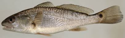 Image result for Sciaenops ocellatus