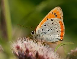 Attēlu rezultāti vaicājumam “Lycaena dispar male”