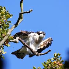 Attēlu rezultāti vaicājumam “Pandion haliaetus”