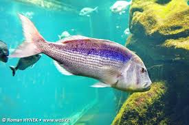 Image result for Dentex dentex