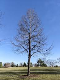 Attēlu rezultāti vaicājumam “Tilia cordata”