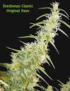 Original Haze (by Seedsman) :: SeedFinder :: Strain Info