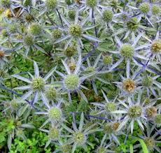 Image result for Edeldistel