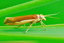 Attēlu rezultāti vaicājumam “Ypsolopha parenthesella”