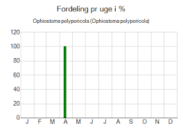 Attēlu rezultāti vaicājumam “Ophiostoma polyporicola”
