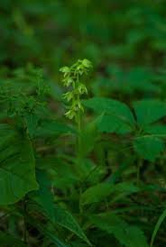 Attēlu rezultāti vaicājumam “Epipactis helleborine leaf”