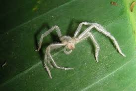 Attēlu rezultāti vaicājumam “Aranei exuvia”