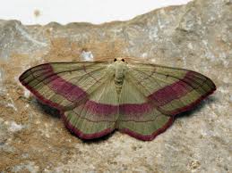 Attēlu rezultāti vaicājumam “Rhodostrophia vibicaria”