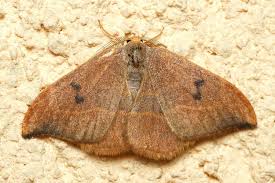 Attēlu rezultāti vaicājumam “Watsonalla binaria”