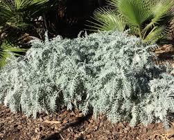 Attēlu rezultāti vaicājumam “Cribraria aurantiaca var. persoonii”