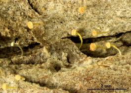 Attēlu rezultāti vaicājumam “Sclerophora coniophaea”