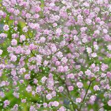 Image result for Gypsophila elegans